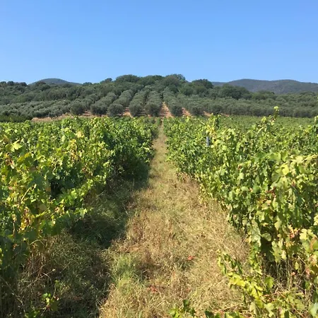 Podere Oslavia Az.agr.bio Giannini בית חווה